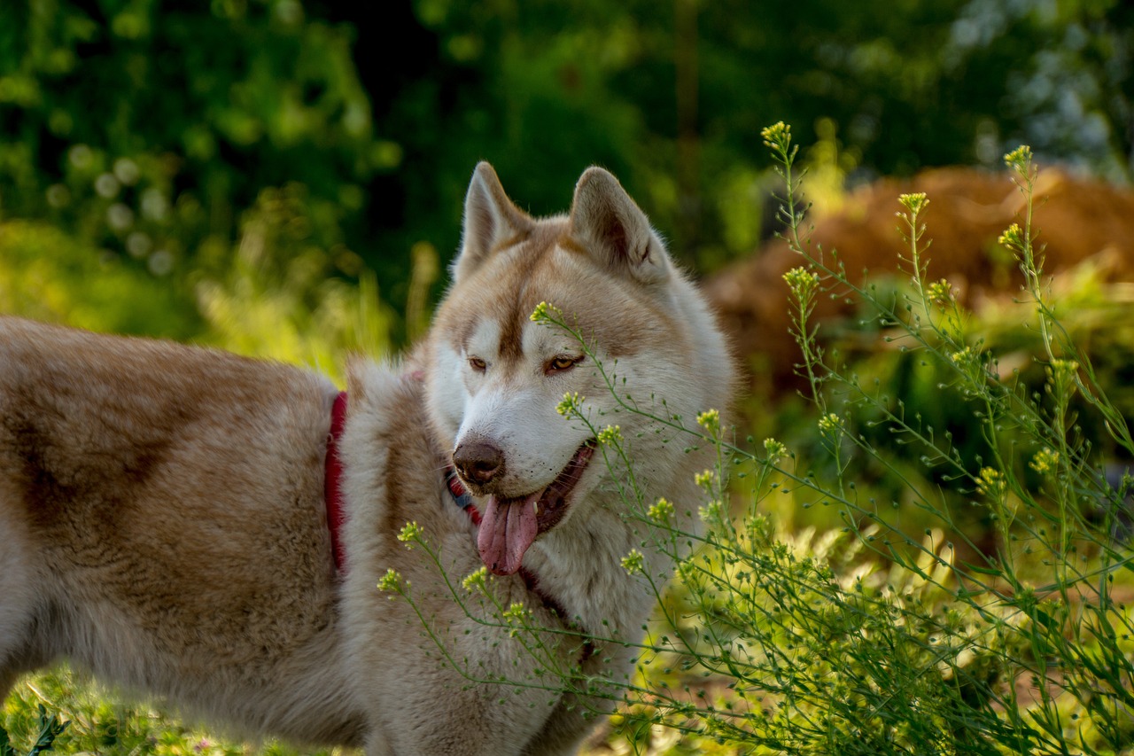 The Characteristics of the Alaskan Husky